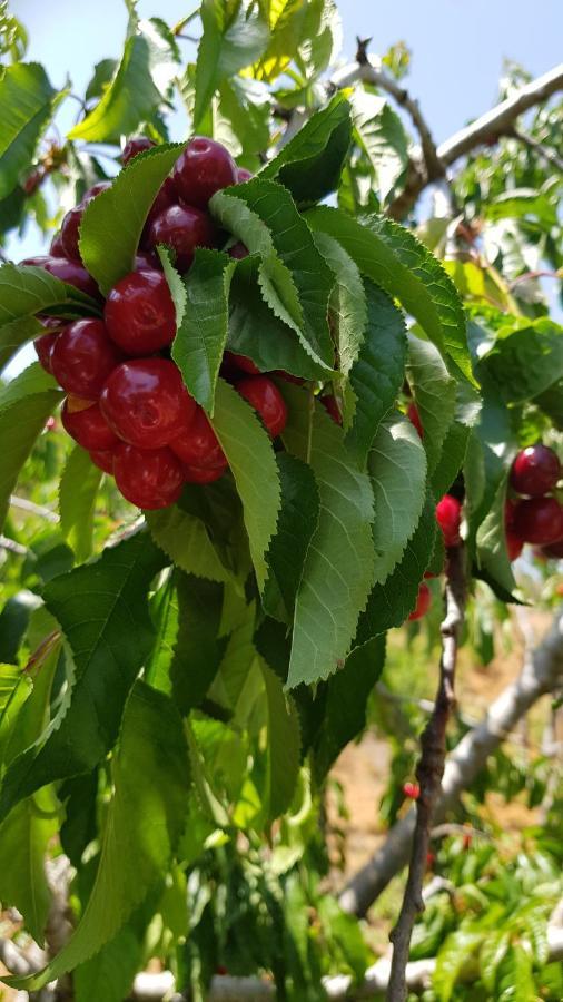 Hermon Accommodation Majdal Shams Εξωτερικό φωτογραφία
